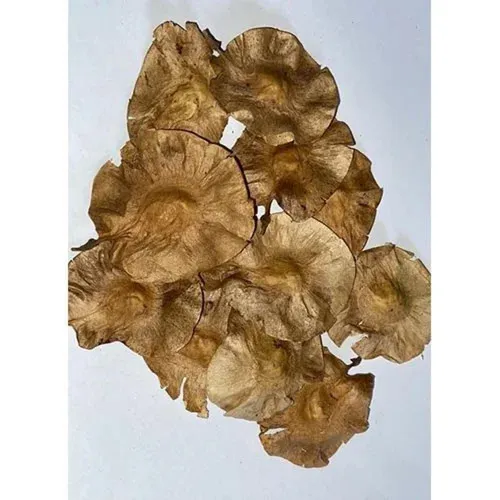 Vengai Tree Seeds for Sale | Pterocarpus Marsupium Seeds | Bazodo