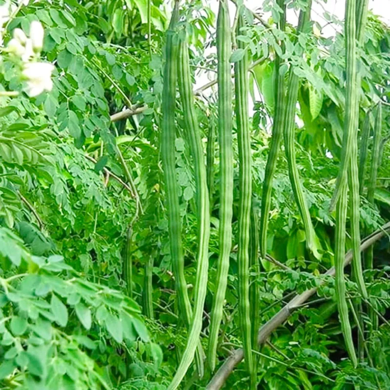 Moringa Seeds - Chedi Murungai(Drumstick)