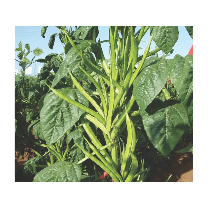 Cluster Beans  Seeds Packet