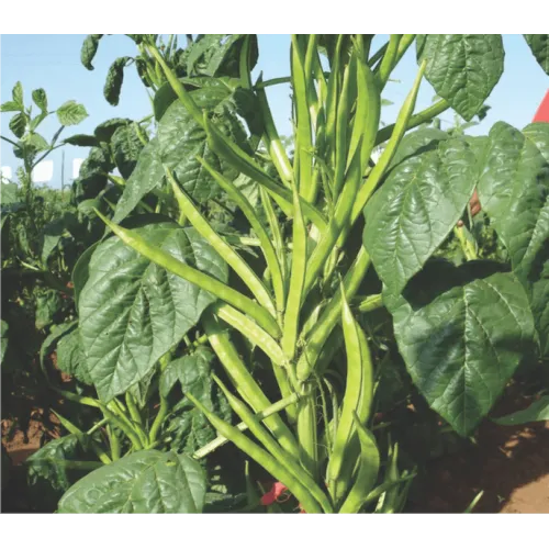 Cluster Beans  Seeds Packet