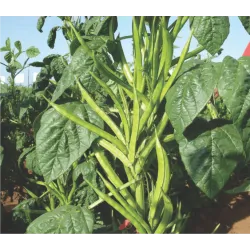 Cluster Beans  Seeds Packet