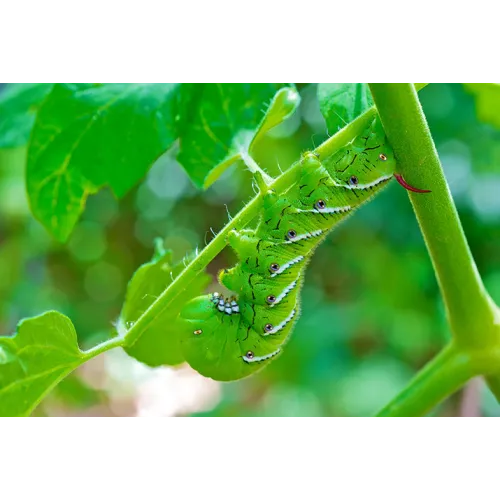 Bio Sucking Pest Controller Pesticide - 100 ml for Home Garden - Bazodo