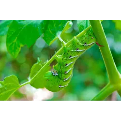 Bio Sucking Pest Controller Pesticide - 100 ml for Home Garden - Bazodo