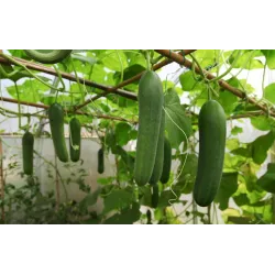 Cucumber Seeds - Country Variety