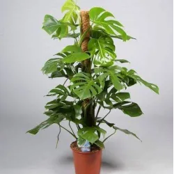 Coir Moss Stick Coco Pole for Money Plant- (1Ft & 2Ft & 3 Ft)