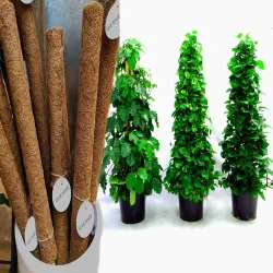 Coir Moss Stick Coco Pole for Money Plant- (1Ft & 2Ft & 3 Ft)