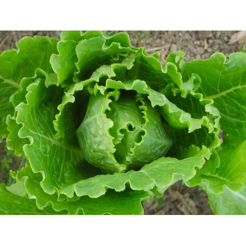 Lettuce Seeds - Greens