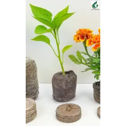 Coco Peat Coins for Seed Germination - Hydrophonics - Bazodo