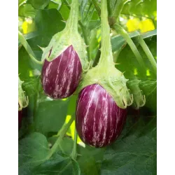 Native Country (Desi) Brinjal Seed