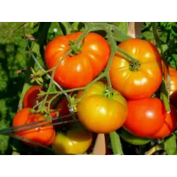 Native Country Tomato Seeds - Bazodo