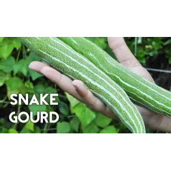 Native Country Snake Guard Seeds