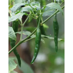 Native Country Chilli Seeds