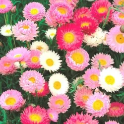 Acroclinium Roseum Flower Seeds - 100 Seeds Packet