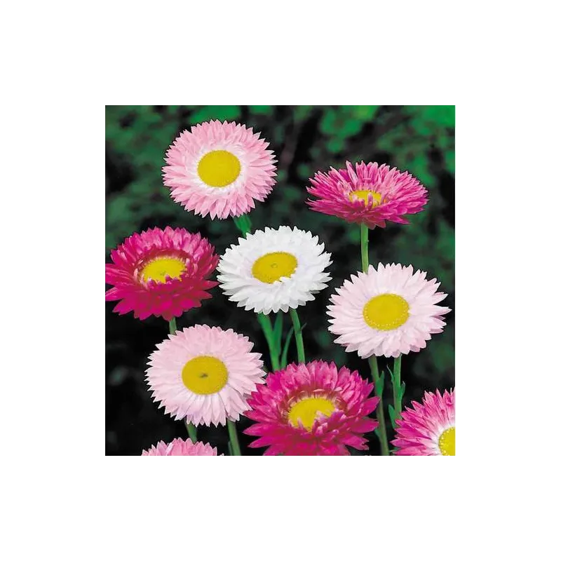 Acroclinium Roseum Flower Seeds - 100 Seeds Packet