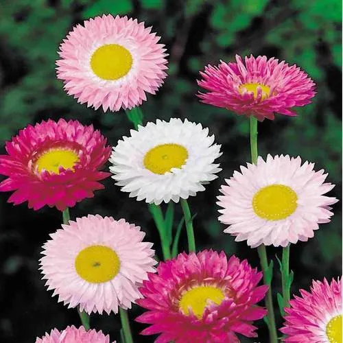 Acroclinium Roseum Flower Seeds - 100 Seeds Packet