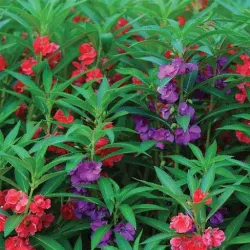 Balsam Tom Thumbmix Flower Seeds - 50 Seeds Packet