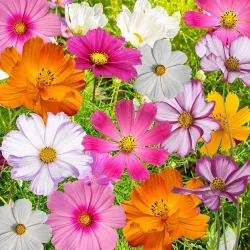 Cosmos Mixed Flower Seeds - 50 Seeds Packet