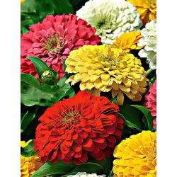 Zinnia Choice Mixed Colour Seeds - 100 Seeds Packet