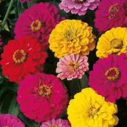 Zinnia Choice Mixed Colour Seeds - 100 Seeds Packet