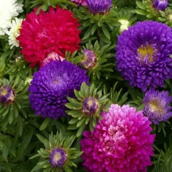 Aster Mixed Seeds - 50 Seeds Packet