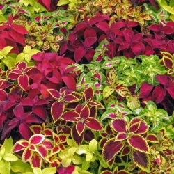 Coleus Rainbow Mixed Seeds