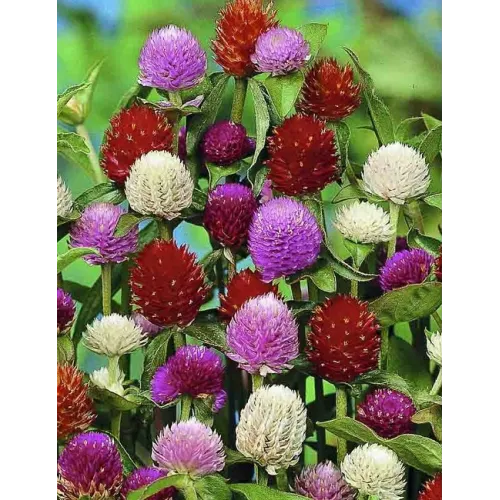 Gomphrena Choice Mixed Seeds-50 Seeds Packet