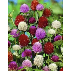 Gomphrena Choice Mixed Seeds-50 Seeds Packet