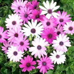 Osteospermum Ecklonis Sunday Mixed seeds - 30 Seeds Packet