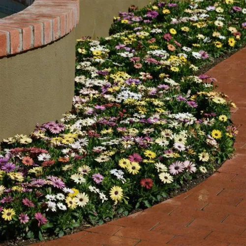 Osteospermum Ecklonis Sunday Mixed seeds - 30 Seeds Packet