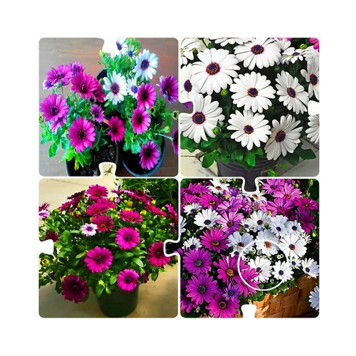 Osteospermum Ecklonis Sunday Mixed seeds - 30 Seeds Packet