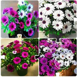 Osteospermum Ecklonis Sunday Mixed seeds - 30 Seeds Packet