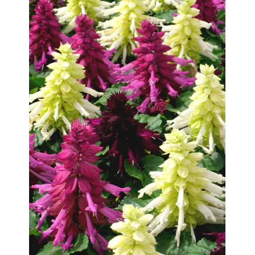 Salvia Cleopatra Mixed Seeds - 30 Seeds Packet