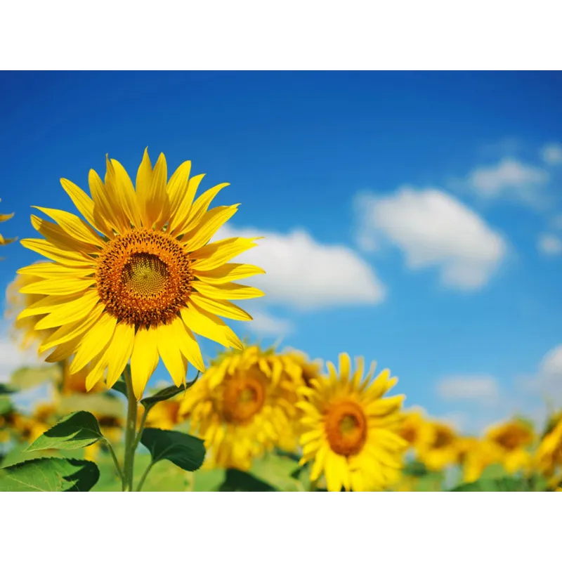 Sunflower Seeds - 30 Seeds Packet