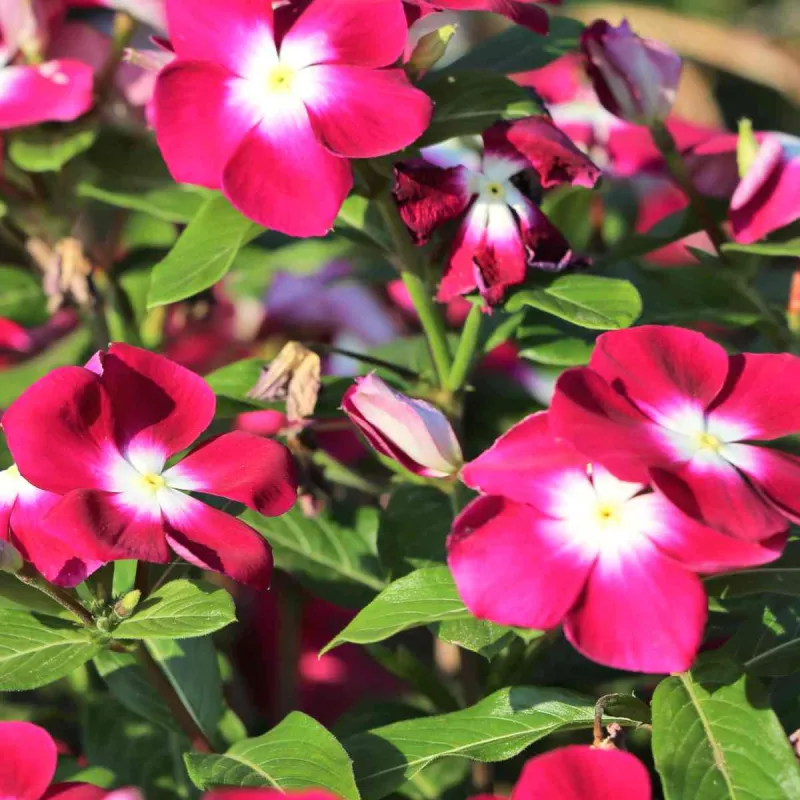 Vinca Rosea Mixed Seeds-  60 Seeds Packet