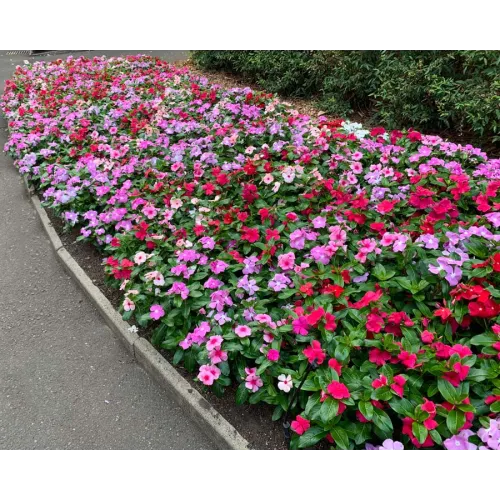 Vinca Rosea Mixed Seeds-  60 Seeds Packet