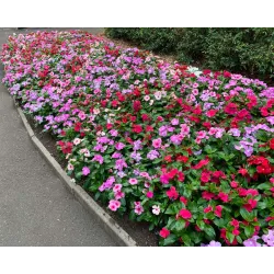 Vinca Rosea Mixed Seeds-  60 Seeds Packet