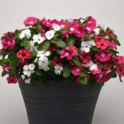 Vinca Rosea Mixed Seeds-  60 Seeds Packet