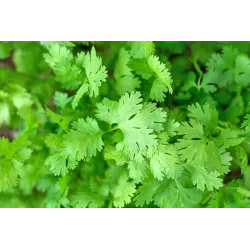 Coriander Seeds Packet