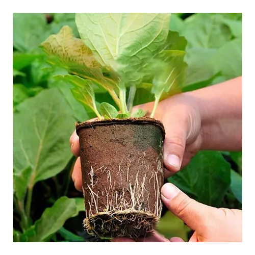 3 Inch Coir Seedling Pot - Seed Germination Cup - Bazodo