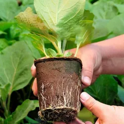 3 Inch Coir Seedling Pot - Seed Germination Cup - Bazodo