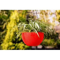 Ultra Model Virgin Plastic Hanging Pot - Red Color - Bazodo