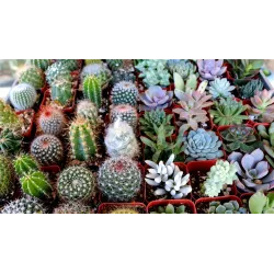 Premium Indoor Potting Mix For Cactus & Succulents and Adenium- All Types Of Indoor Plants (Well Drained) - 1Kg Pack